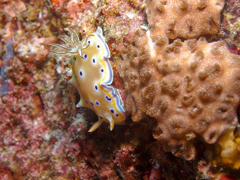 Nudibranch, Rubiah Sea Garden